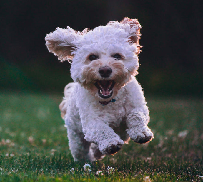 Mj's pet closet- the best pet products on the market