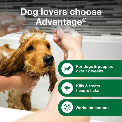 Dog Flea & Tick Shampoo for Puppies & Adult Dogs | Kills Fleas & Ticks | 12 Oz.