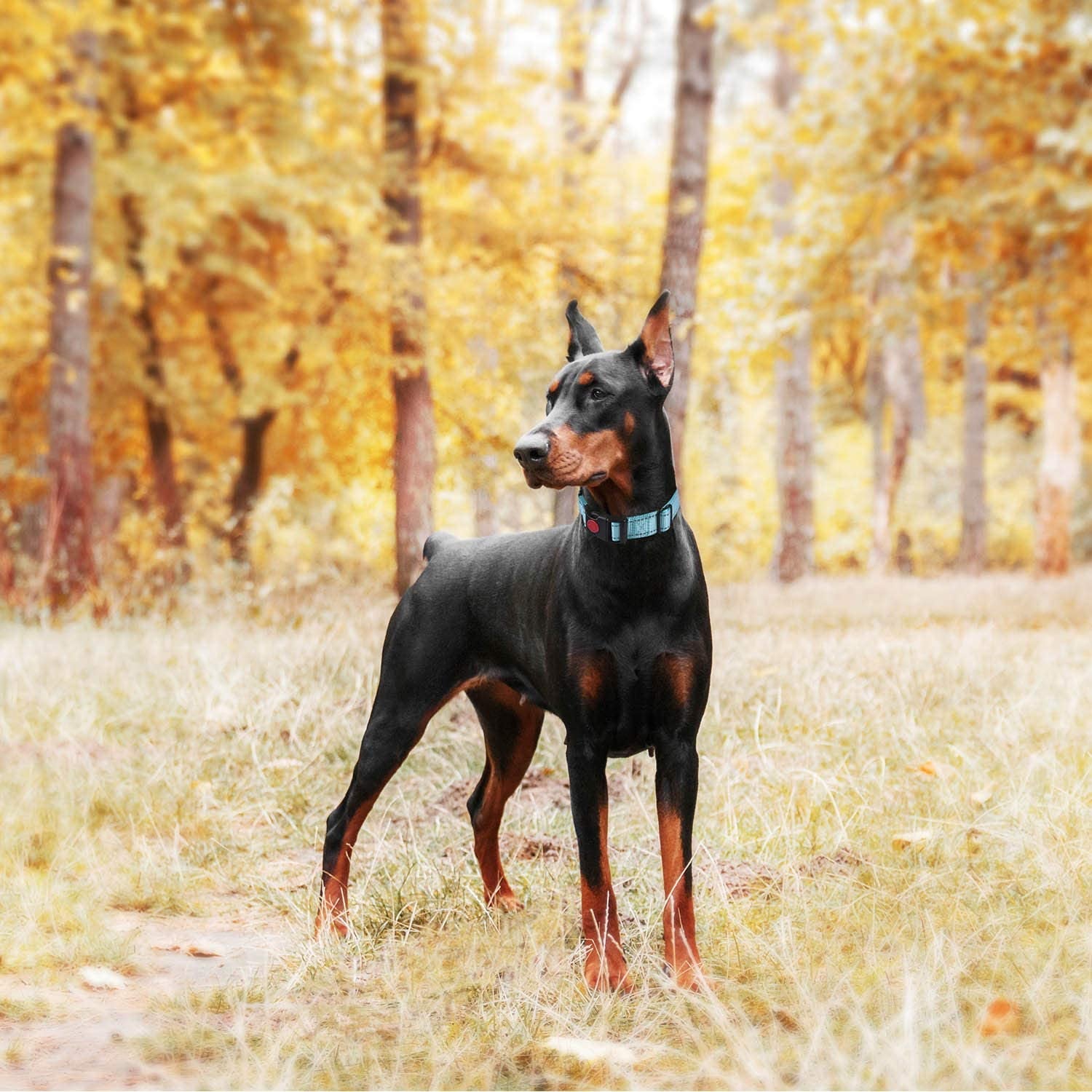 Quick Release Buckle Reflective Dog Training Collars
