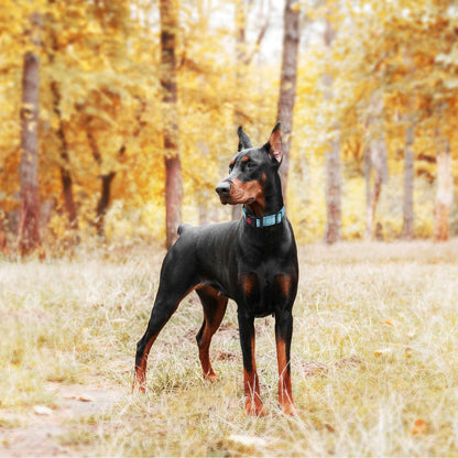Quick Release Buckle Reflective Dog Training Collars