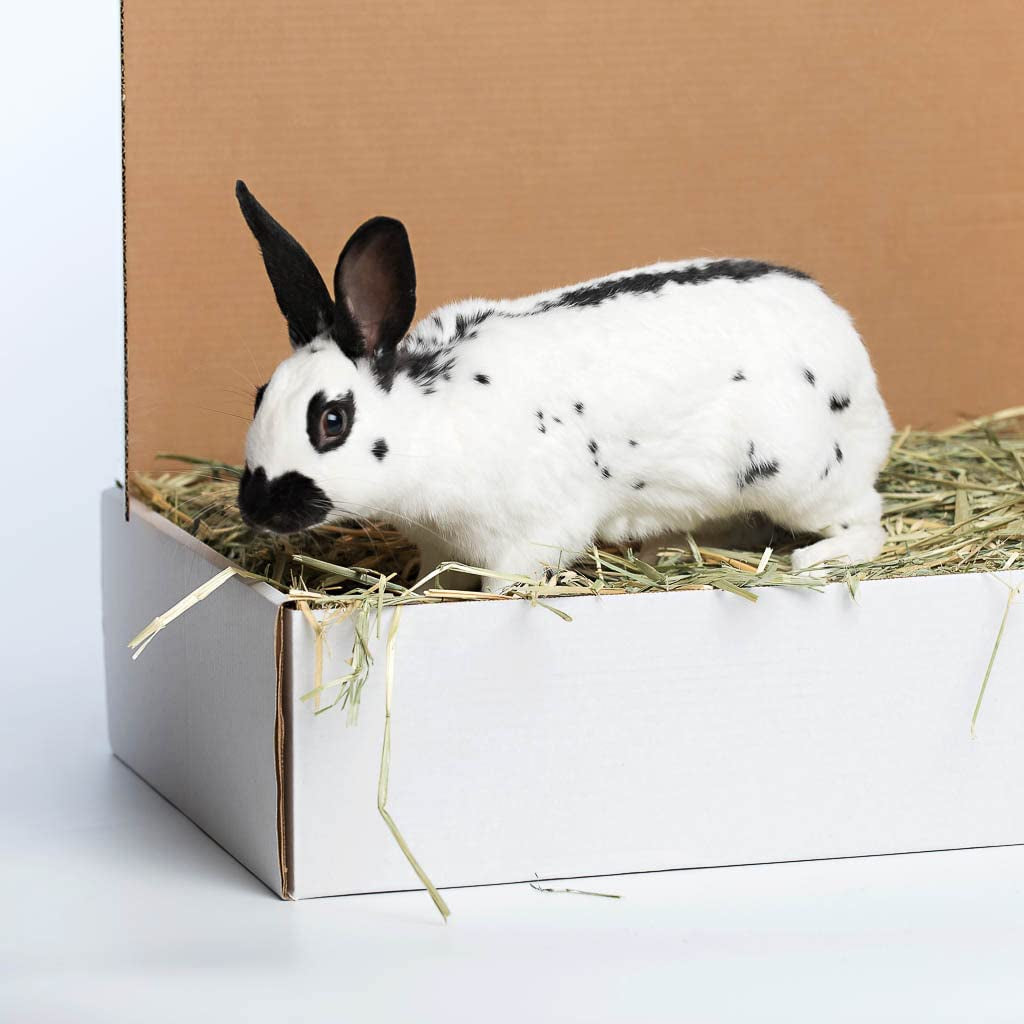 Oat Hay Pet Food, 20 Lb.