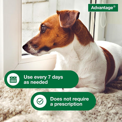 Dog Flea & Tick Shampoo for Puppies & Adult Dogs | Kills Fleas & Ticks | 12 Oz.
