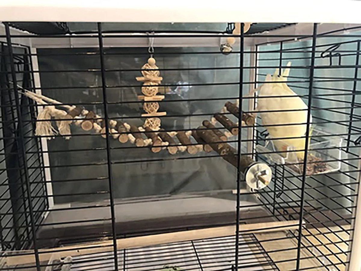 Pet supplies - mj's closet dogs supplies cat's supplies, fish aquarium, fish accessories, birds cage, birds supplies, small animal supplies