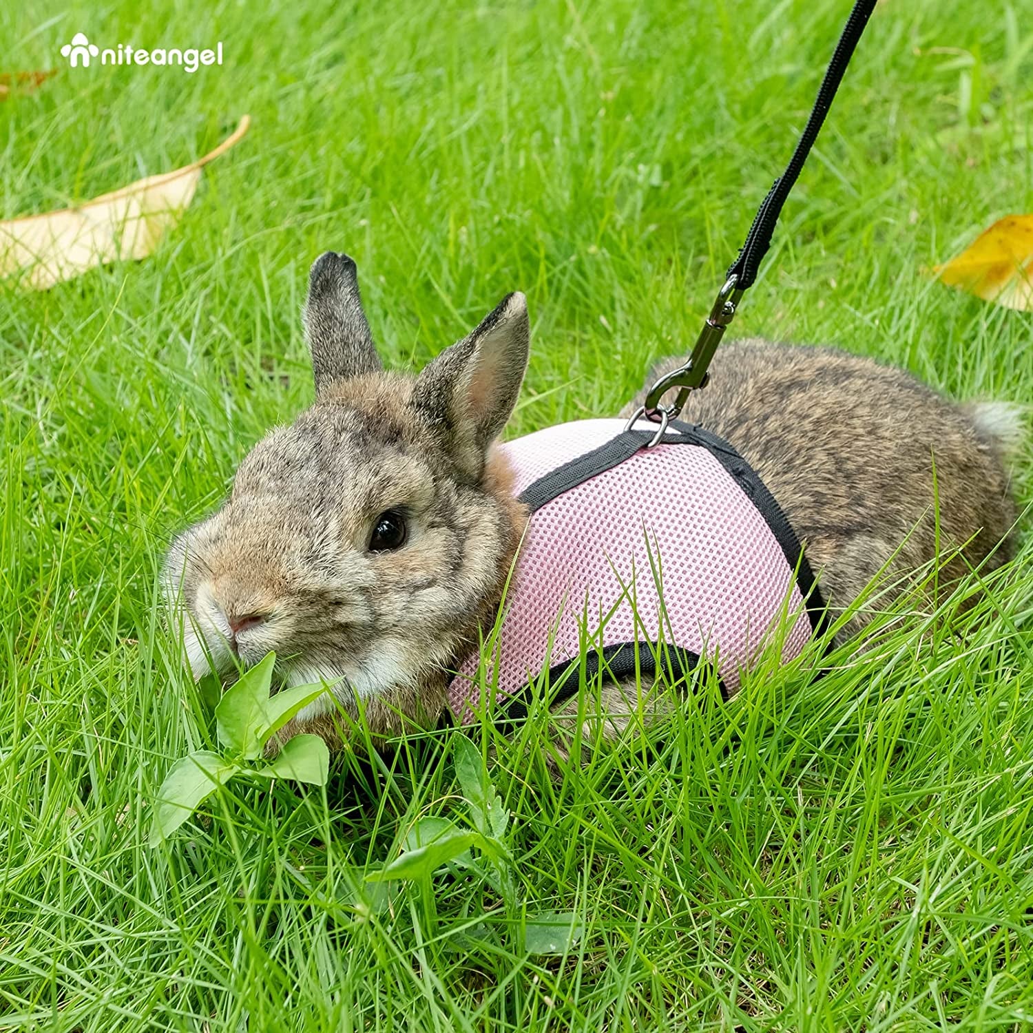 Adjustable Soft Harness with Elastic Leash for Rabbits (M, Pink)