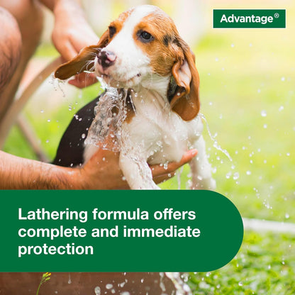 Dog Flea & Tick Shampoo for Puppies & Adult Dogs | Kills Fleas & Ticks | 12 Oz.